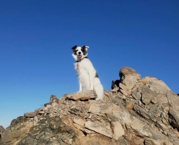 Dog sitting on top of a mountain