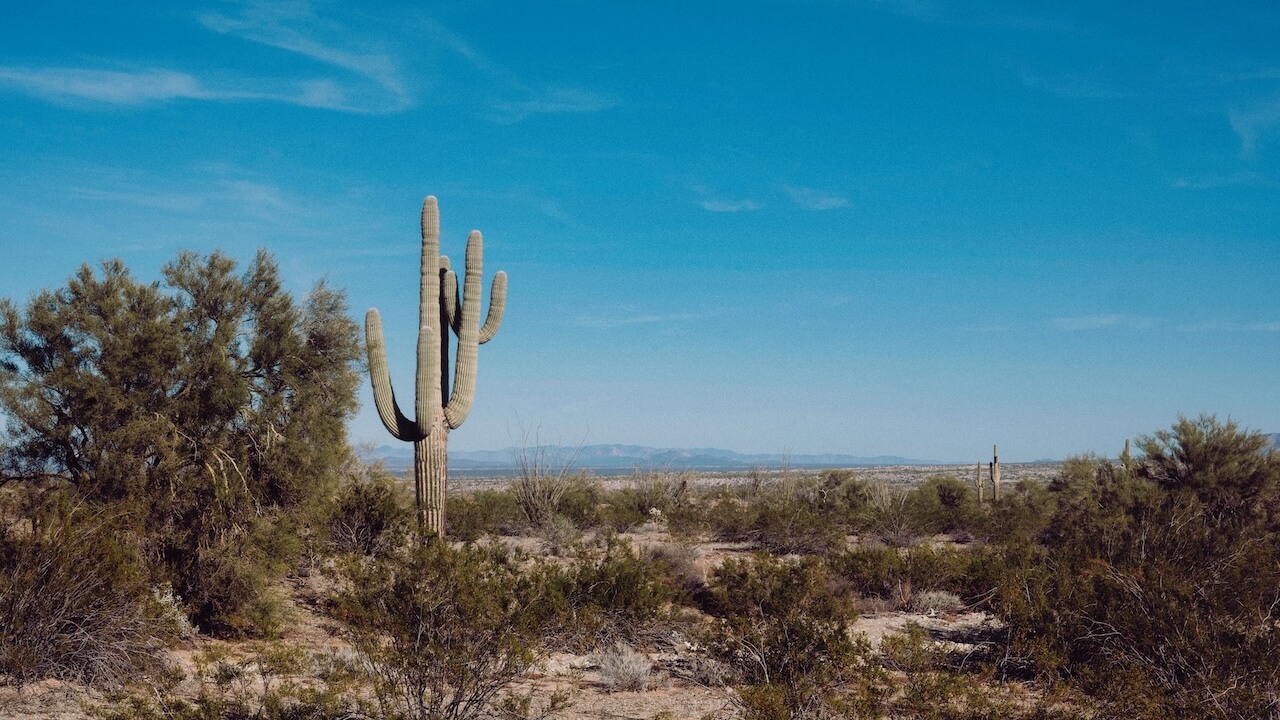 Somerton Cactus In Arizona desert