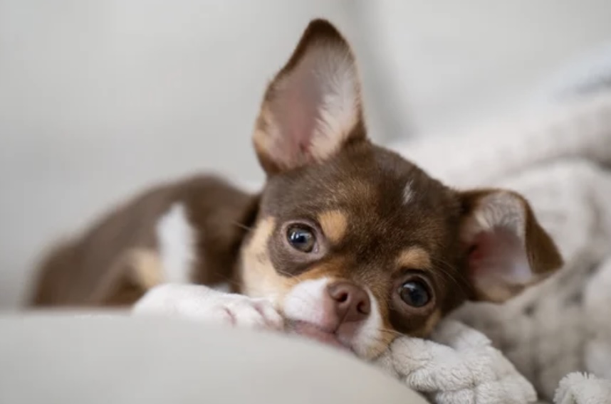 Puppy with a blanket