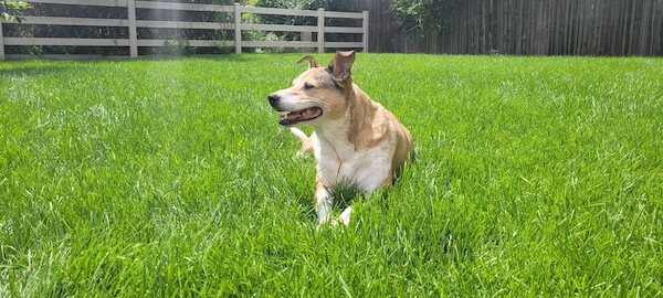 Amandas dog sitting outside in the yard on the grass