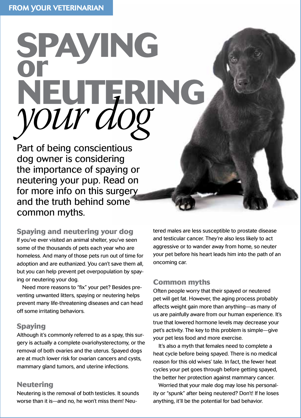 Spaying or Neutering your dog
