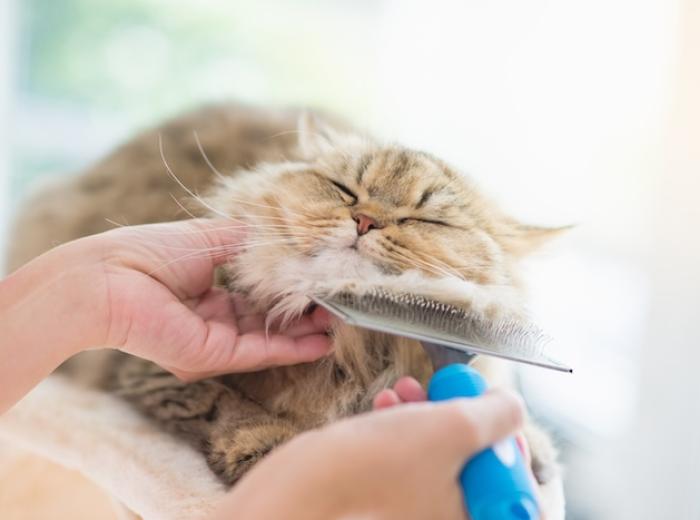 Feline Grooming Behaviors