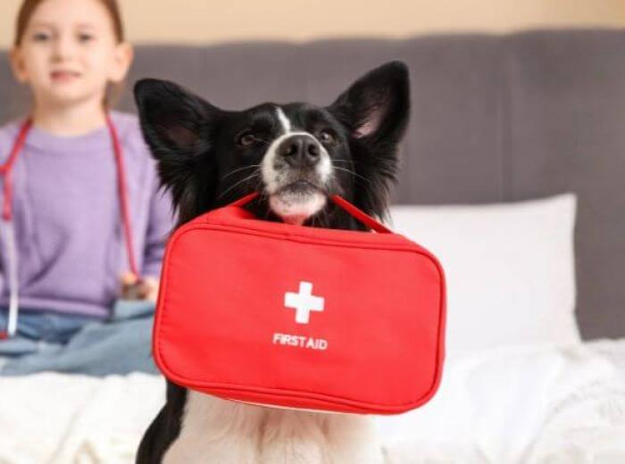 How to Make a Pet First Aid Kit