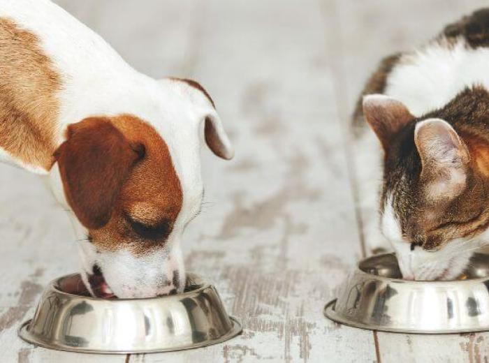 Weight Management and Nutrition in Pets: A Balanced Approach