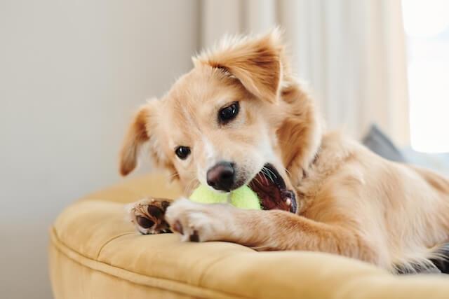 Dogs